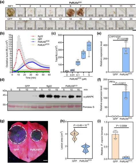 A Phytophthora Receptor Like Kinase Regulates Oospore Development And