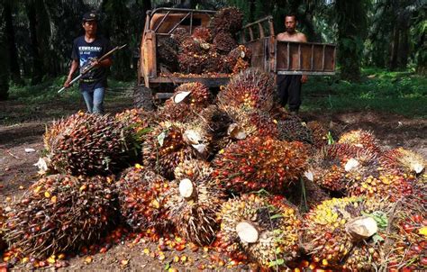 Harga Tbs Sawit Sumut Nyaris Capai Rp Kg Di Periode April