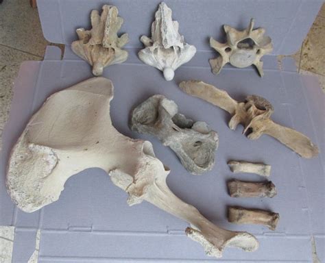 Malagasy Hippopotamus - Vertebra, Pelvis and foot bones - - Catawiki