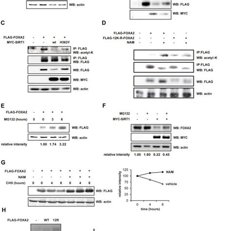 A Increase In Foxa Acetylation By Nam Flag Foxa Transfected