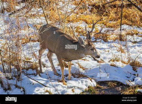 Rocky Mountain Mule Deer Buck Odocoileus Hemiorus In Snow Castle