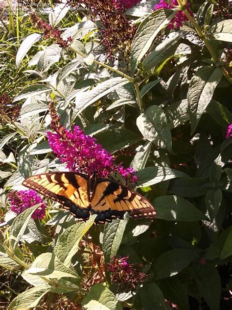 Mid Atlantic Gardening Milkweed For Monarchs Plant It And They Will