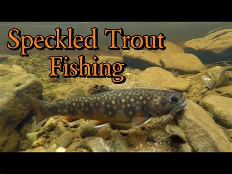 Speckled Trout Fishing New Brunswick Canada 2021 YouTube