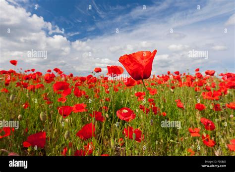 Common Poppies Red Poppy Papaver Rhoeas Flowering In Field In