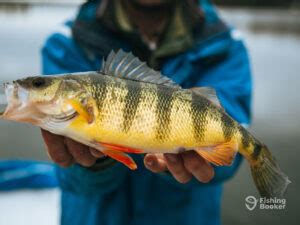 How to Go Perch Fishing: An Angler’s Guide