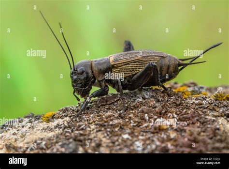 Cricket field grass hi-res stock photography and images - Alamy