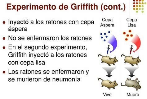 Breve explicación del experimento de Griffith Brainly lat