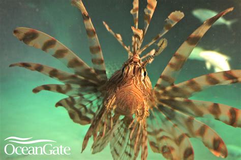 Using Subs To Hunt Invasive Lionfish How Deep Do Lionfish Live