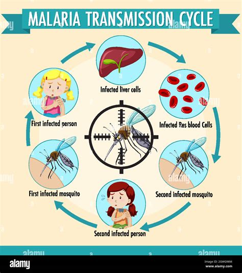 Infografía informativa sobre el ciclo de transmisión de la malaria