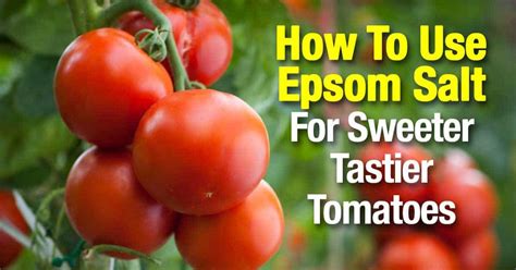 5 Of The [best Natural] Tomato Fertilizers