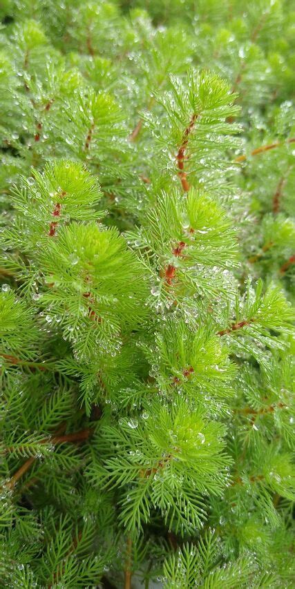 Wyw Cznik Wodny Myriophyllum Aquaticum Wodne Ro Liny Perfekt Klik