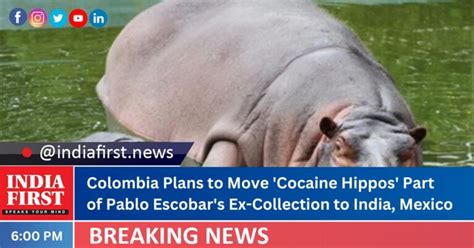 Colombia Plans to Move ‘Cocaine Hippos’ Part of Pablo Escobar’s Ex ...