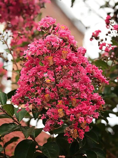 Miami Crape Myrtle | Flowering Trees