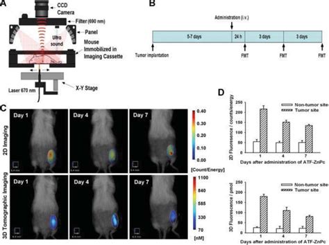 In Vivo Fluorescence Molecular Tomography Fmt Imaging Of H