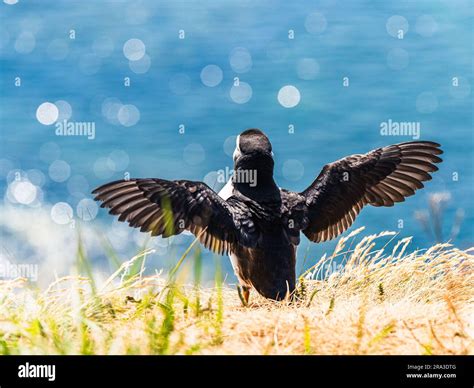 Atlantic Puffin, Fratercula arctica in habitat Stock Photo - Alamy