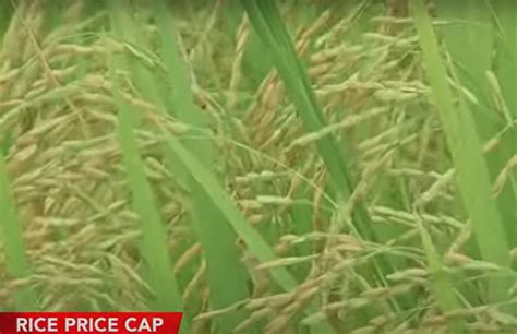 El Niño may cause 1 5 million MT of palay output loss in 2024 NIA