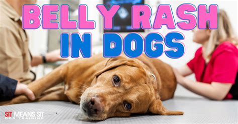 Causes for Belly Rashes in Dogs - Sit Means Sit Dog Training Wilmington NC