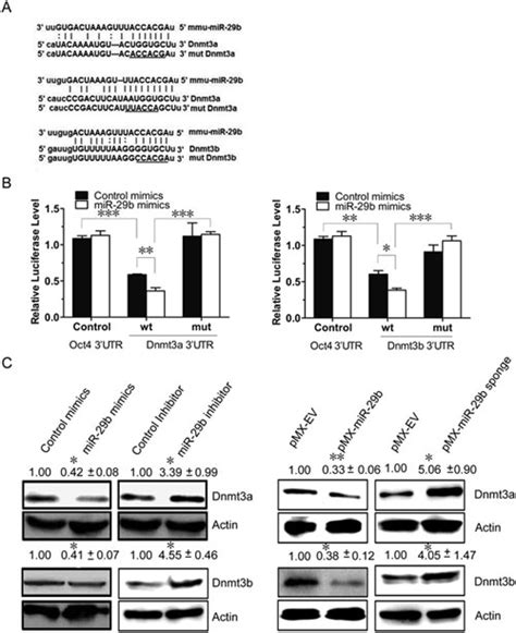 Dnmt A And Dnmt B Are The In Vivo Targets Of Mir B A Mir B