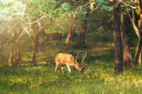 Premium Photo Beautiful Male Chital Or Spotted Deer In Ranthambore