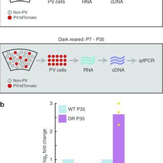 Reduced Perisomatic Inhibition Following Single Copy Pten Deletion