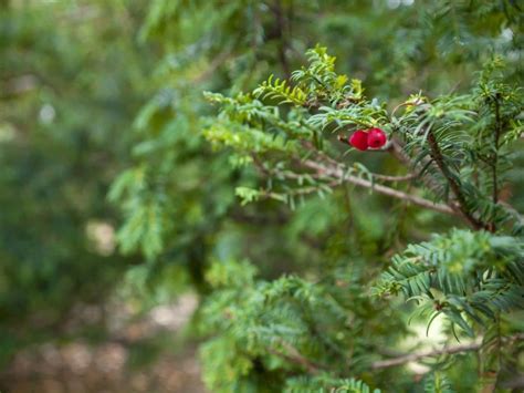 How To Grow And Care For Yews Taxus Spp Florgeous