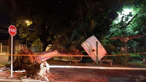 Chuva Forte Derruba árvores E Causa Estragos Em São Carlos São Carlos