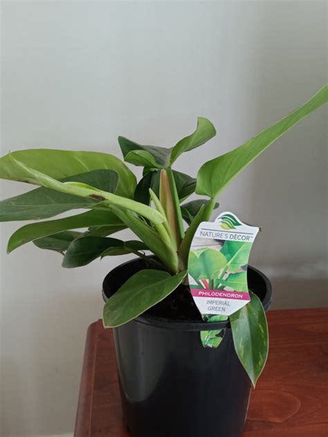 Philodendron Imperial Green Wasala Nurseries Australia