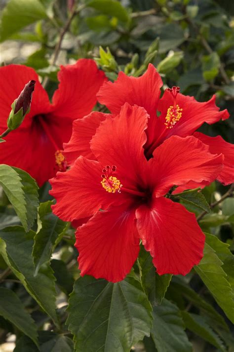 Hibiscus Rosa Sinensis Parts Of The Flower Best Flower Site