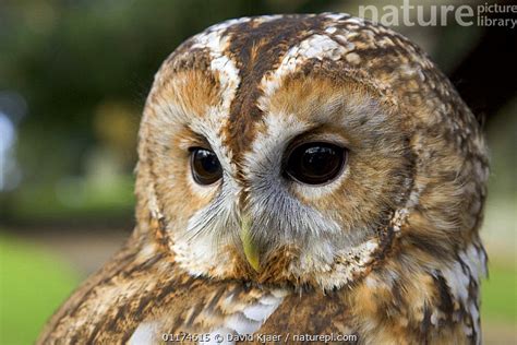 Stock Photo Of Tawny Owl Strix Aluco Captive Uk Available For Sale