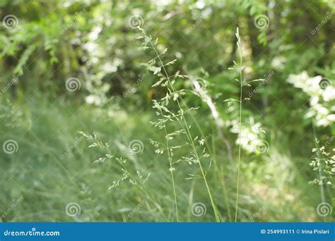 The Meadow Grass Tall In Spring The Beautiful Wallpaper Of Red Fescue Festuca Rubra Stock