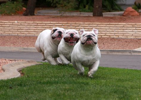 Phonograph Blues Bulldog Puppies Cute Dogs Bulldog