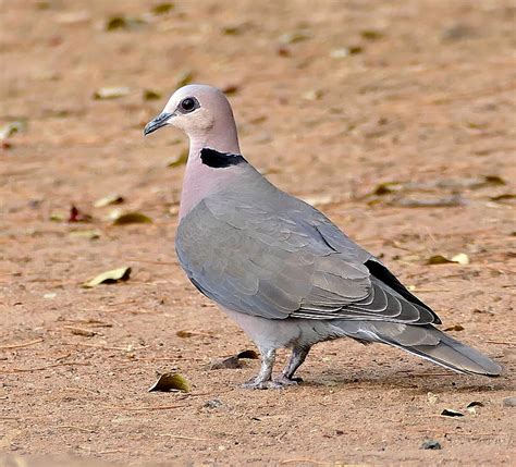 9 Birds Of Côte D'Ivoire: A Guide To The Country's Diverse Avifauna ...