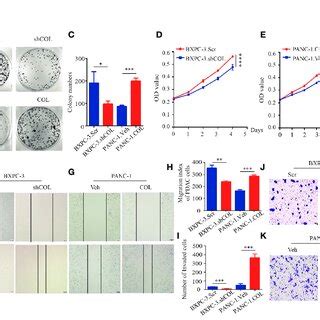 Col A Promotes Pdac Proliferation And Migration In Vitro A C