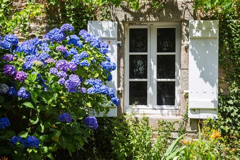 Hortensien Auspflanzen Tipps Anleitung F R Den Garten