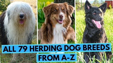 ALL Herding Dog Breeds in One Video (From A to Z) in 2022 | Herding dogs breeds, Herding dogs ...