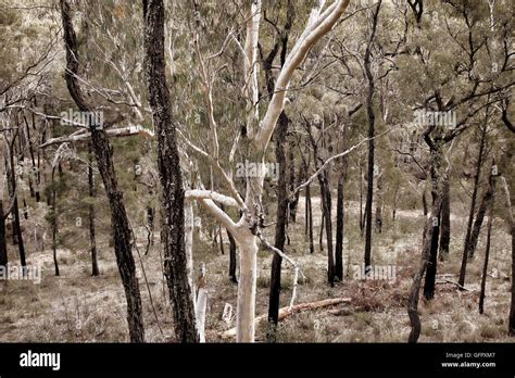 Australian native trees High Resolution Stock Photography and Images ...