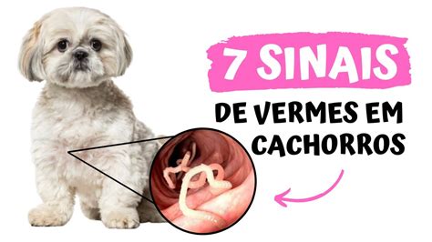 Sinais De Vermes Em Cachorros Youtube