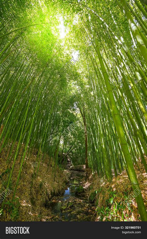 Bamboo Plantation Image And Photo Free Trial Bigstock