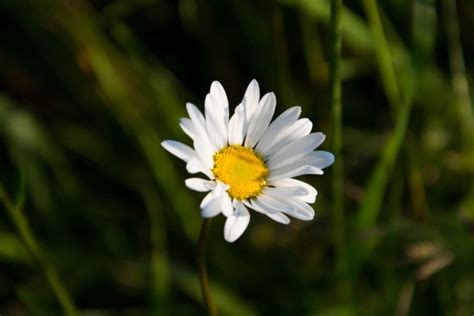 Free Picture Nature Flora Flower Summer Garden Daisy Plant Shadow