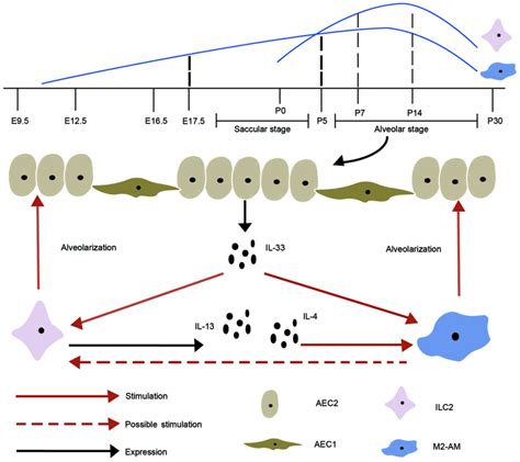 A Crosstalk Between Type 2 Innate Lymphoid Cells And Alternative Macrophages In Lung Development