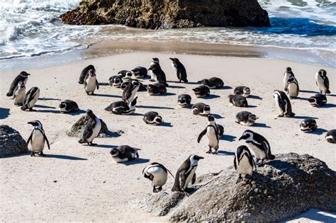 Pingu Ns Spotten Op Boulders Beach In Zuid Afrika Travellers Of The World