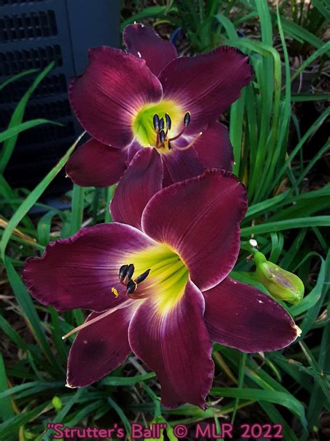 Daylily Hemerocallis Strutter S Ball In The Daylilies Database