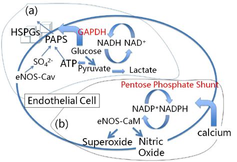 Schematic Of Two Different Systems For Enos Cav At The Plasma Membrane Download Scientific