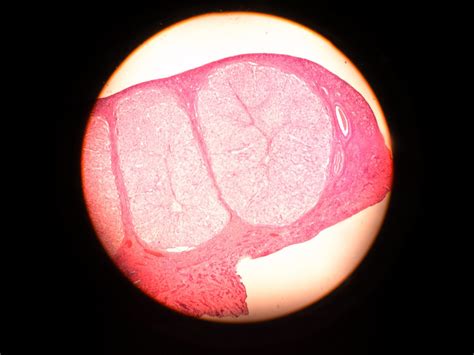 Biology Simple Columnar Epithelium Mammal Histology Slides Lab