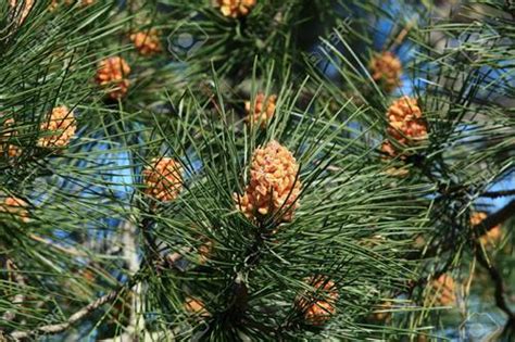 Pianta Di Pinus Sylvestris Il Sorbo Vivai Di Antonio Santini