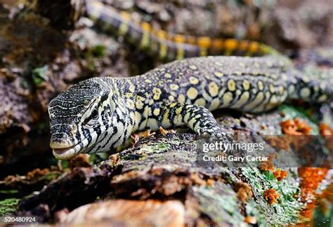 Nile Monitor Lizard Photos And Premium High Res Pictures Getty Images