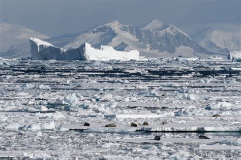 Antarctica Beyond The Polar Circle Wilkins Ice Shelf Otl32 25