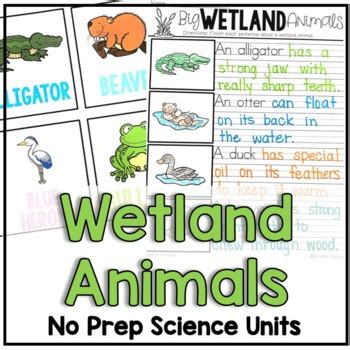 Wetland Animals And Plants For Kids