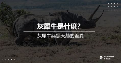 灰犀牛事件是什麼意思？與黑天鵝差異？灰犀牛因應與啟示 Mrmarket市場先生