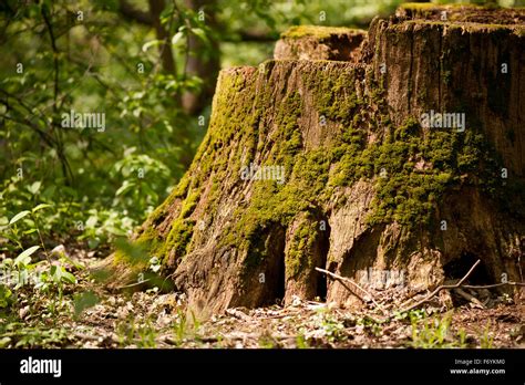 Dead Tree Stump Moss Grown Decayed And Wormy Old Wood Green Moss